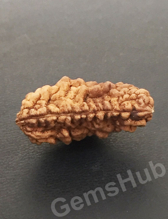1 Face/Mukhi Certified Rudraksha Size- 30.60 mm